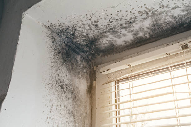 Affordable Mold Removal solutions in North Bergen, NJ